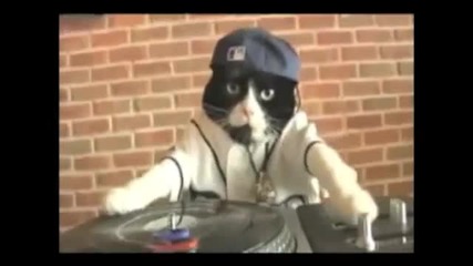 Dj Kitty Dubstep 