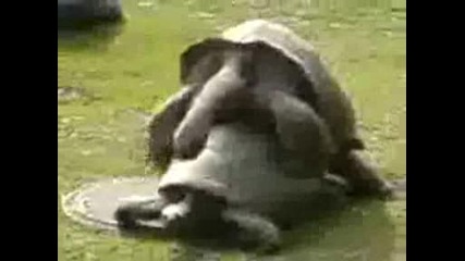 Секс С Костенурки :) Basi Bavnoto Tempo :d