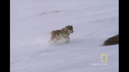 Wolf Hunting Tactics 