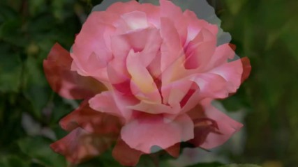 Ernesto Cortazar - There Is Only You - Hermosas Rosas En La Naturez