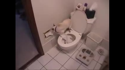 Котка се изхожда в човешка тоалетна