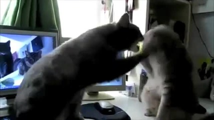Cats Playing Patty - cake, what they were saying... 
