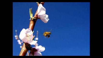 Youll Love This! Classical Piano Music - Springtime In Moscow 