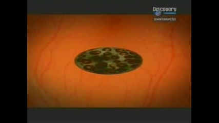 Discovery Channel - Animais Mortais Parte4