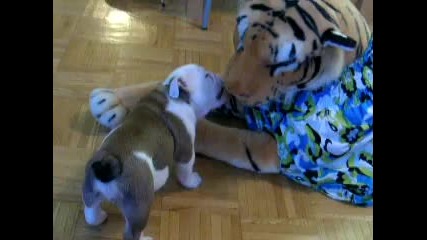 Justice and the Tiger