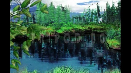 wetland 
