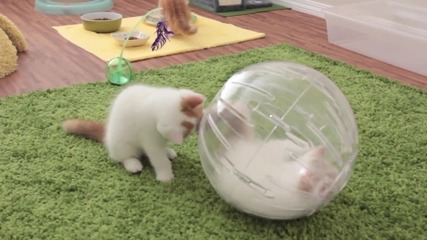 Сладки котенца си играят...