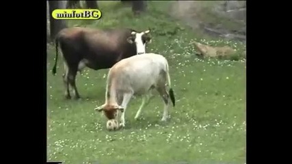 A cow soccer player
