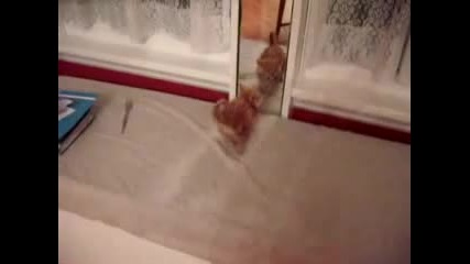 Котка и огледало 