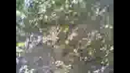 Dan Dan