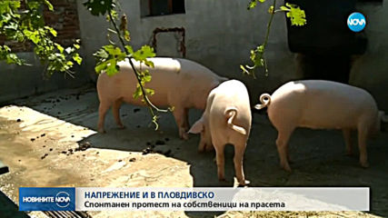 Продължават протестите на свиневъдите