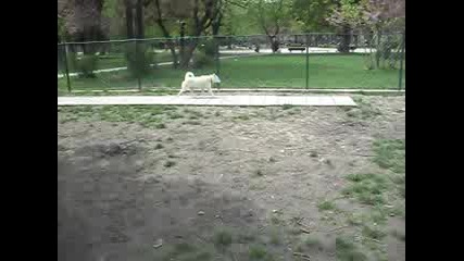 Нанук 