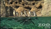 Пингвините