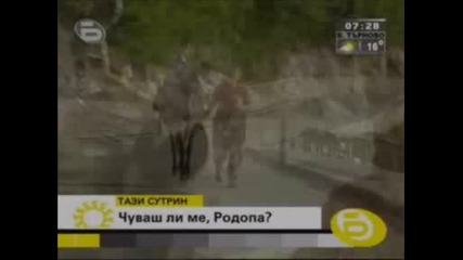 Politikata Na Ribnovo