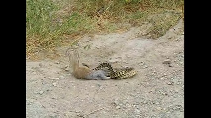 катерица напада змия