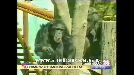Яко смях!!! Маймуна,  която още не може да откаже цигарите!!!