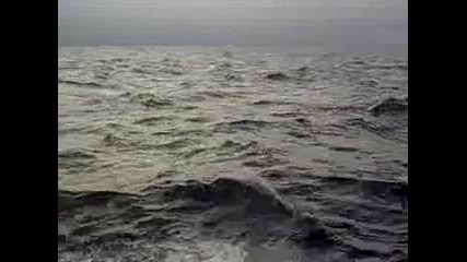 Делфини в руската част на черно море