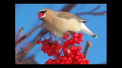 Gilbert Becaud - Le petit oiseau de toutes les couleurs 