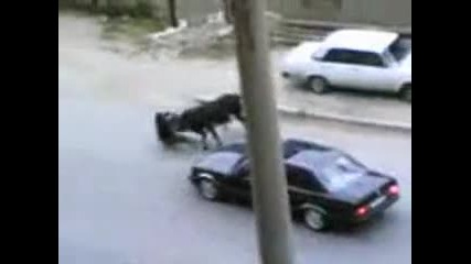 М П С - Бикоборци от Баку ! Бик vs Идиоти на Автомобили 