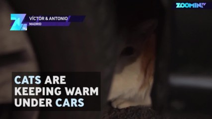 Проверявайте за улични котки под автомобилите си