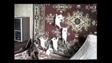 Funny Cats 2