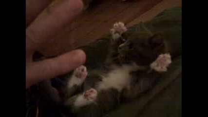 Surprised Kitty