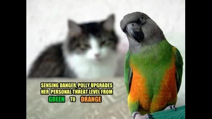 Very Funny Cats