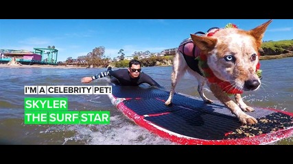 Скайлър - кучето сърфист