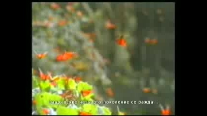 Прекрасните създания - За мислещи хора 1 