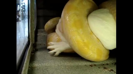 Please Do Not Watch - Violent - Albino Burmese Python eating a Rabbit - - Beware 
