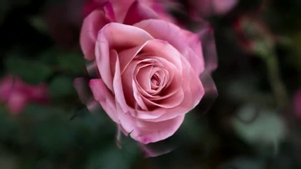 Violin guitar roses - Rўrєsђrёrїrєr Rіrёs R Sђr Sђrѕr S