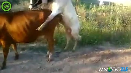 Малко теле се опитва да изплющи майка си