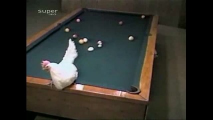 кокошка и билярд смях 