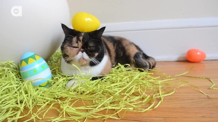 Щастлив Великден от котето Pudge !