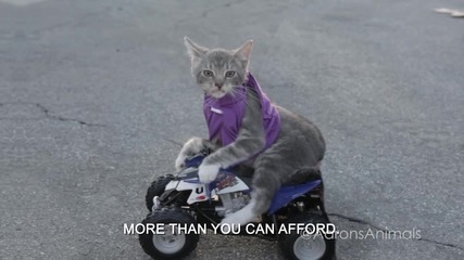 Fast and furryest
