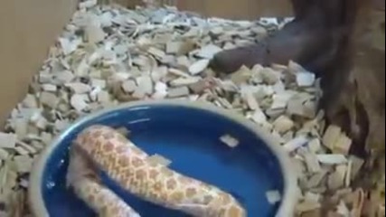 Змия се поглъща сама от към опашката!