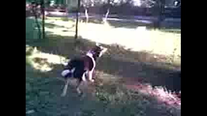 Кучето Ми Гони Катеричките