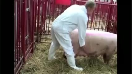 Ка се запложда свиня 