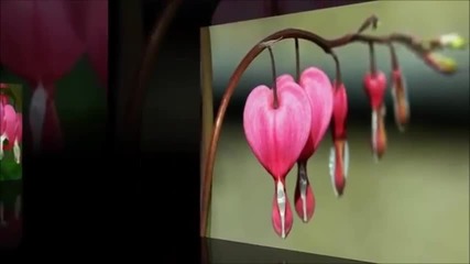 Un Break My Heart ( инструментал) и красиво цвете - Дамско сърце