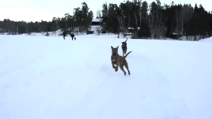 Сладки кучета се забавляват на снега