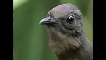 Птица Имитира Всякакви Гласове Невероятно