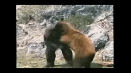 Bear Vs. Gorilla