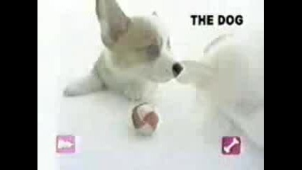 The Dog - Корги