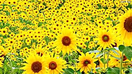 Слънчогледи - Sunflowers