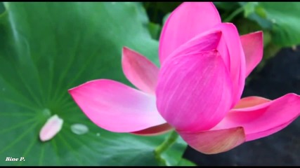 Secret Garden Lotus