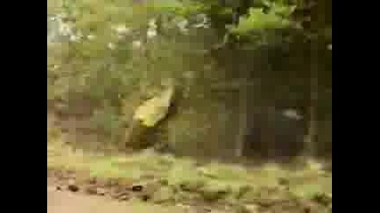 Rally crashes