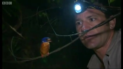 Kingfisher close - up - Deadly 60 - Bbc 