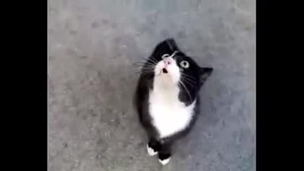 Луда котка се опитва да пее !!! :) 