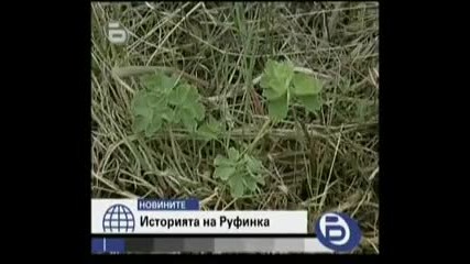 На гроба на Руфинка цъфти бяла кандилка