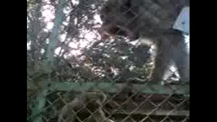 Маймунките в Айтос